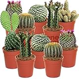 Gardeners Dream Kakteen Echte Pflanzen Set - 10er Sortiment Sukkulenten...