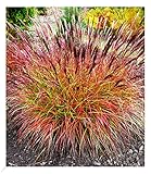 BALDUR Garten Chinaschilf Red Chief 1 Pflanze, Miscanthus sinensis...