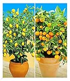 BALDUR Garten Zitronen- & Orangenbaum,2 Pflanzen Citrus Calamondin Citrus...