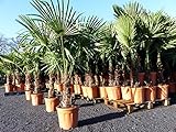 gruenwaren jakubik XXL Palme winterhart 180 cm Trachycarpus fortunei,...