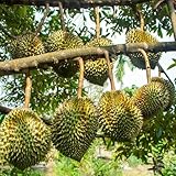Durian Samen - exotische pflanzen obst pflanzen gartenarbeit geschenk...