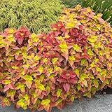 buntnesselsamen winterhart, kübelpflanzen steingartenpflanzen stauden für...