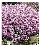 BALDUR Garten Winterharter Bodendecker Langhaariger Gebirgs-Thymian, 3...