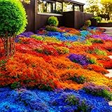 10000+ Stück Thymian, Bodendecker Winterhart Mehrjährig, Roter...