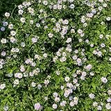 Aster indicus frühblüher pflanzensamen exotisch exotische zimmerpflanzen...