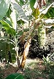Chinesische Yunnan-Banane 10 Samen -Frostharte Banane- Musa yunnanensis