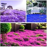 3000+Mischen Thymian, Bodendecker Winterhart Mehrjährig, Rot, Lila und...