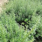 rosmarin - küchenkräuter wildkräuter - Seltene rosmarin - gartenkräuter...
