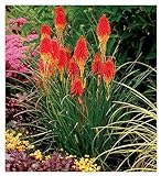Stauden Gänge 1 x Kniphofia 'Papaya Popsicle'...