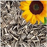 Lyra Pet® 25 kg Sonnenblumenkerne Gestreift | Wildvogelfutter für Sommer...