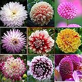 Dahlien Knollen Winterhart Mix Geschenke FüR Gartenliebhaber Blumen Garten...