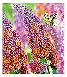 BALDUR Garten 1x Buddleia Sommerflieder Flower Power, Pflanze im 9x9...