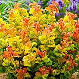 Leucothoe Axillaris 'Curly Gold' - Winterharte Pflanzen für Garten -...