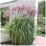 Stauden Gänge 3 x Miscanthus sinensis 'Malepartus' im 1 Liter Topf...