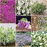 thymian bio - Seltene serie - blumensamen thymian balkon deko winterharte...