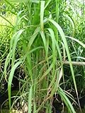 Chinagras Riesen Chinaschilf Miscanthus sinensis giganteus im 5 Liter...