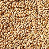vogelfood Weizen Futter 25 kg Hühnerfutter, Vogelfutter, Nagerfutter,...