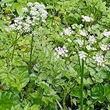 kressesamen bio - winterhart draußen exotische bio alte sorten balkon...