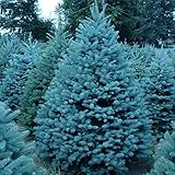 Portal Cool 10Rare Blue Cedar Thuja Tree Occidentalis Cortile Giardino...