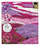 BALDUR Garten Winterharter Bodendecker Phlox-Mix Flowers of the Sea, 4...