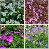 200 Pcs Storchschnabel Samen Mehrjährig, Saatgut Blumenbeet, Exotische...