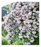 BALDUR Garten Rosa Perlmuttstrauch, 1 Pflanze, bienenfreundlich,...