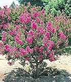 BALDUR Garten Flieder des Südens, 1 Pflanze, Lagerstroemia indica...
