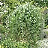 Riesen Chinaschilf Pflanzen - Miscanthus Giganteus - Schilf als Sichtschutz...