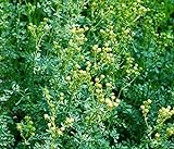 Weinraute - Ruta graveolens - 50 Samen