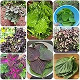 Perilla Samen, Shiso Samen, stauden winterhart mehrjährig gartenkräuter...