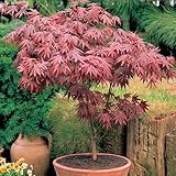 Gardeners Dream Japanischer Fächerahorn Acer Palmatum Atropurpureum - 1 x...