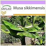 SAFLAX - Darjeeling - Banane - 5 Samen - Musa sikkimensis