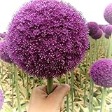 10 pcs allium zwiebeln winterhart mehrjährig, winterlinge zwiebeln...