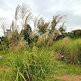 500 pcs chinaschilf miscanthus samen pflanzen draußen blumen pflanzen für...