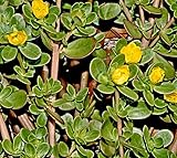 Portulak Samen, Portulaca oleracea, Sommerportulak, Wildgemüse (1000...