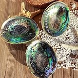 Natürliche Neuseeland Abalone Große Muschel Landschaftsbau Geschenk...