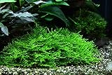 Tropica Aquarium Pflanze Moos Taxiphyllum 'Spiky Nr.003G TC in Vitro 1-2...