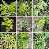 Samen Farn Garten Winterhart - Pteridium Aquilinum - Geschenke Für...