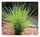 3 x Miscanthus sinensis 'Zebrinus' 1 Liter...