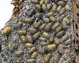 NatureHolic Golden Nugget Assel | Armadillidium granulatum lemon |...