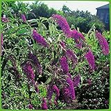 Schmetterlingsflieder Royal Red - Sommerflieder (Buddleja) Pflanze in...