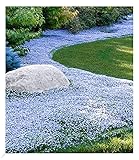 BALDUR Garten Winterharter Bodendecker Isotoma 'Blue Foot®', 3 Pflanzen...