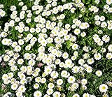 Wiesengänseblümchen - Bellis perennis - Gänseblümchen - Blume - 1000...