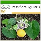 SAFLAX - Süße Granadilla - 20 Samen - Mit keimfreiem Anzuchtsubstrat -...