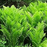 6x Straußenfarn - Matteuccia struthiopteris - Topf 9x9cm - Großer Farn...