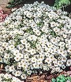 BALDUR Garten Bodendecker winterharte Bergsandblume, 3 Pflanzen Arenaria...