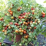 Bajaja Tomatensamen für ca. 15 Pflanzen - pflegeleichte Sorte,...