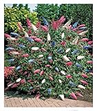 BALDUR Garten Sommerflieder 'Papillion Tricolor', 1 Pflanze, Buddleja...