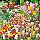 50x Tulpenzwiebeln Mix, Winterhart und Mehrjährig, Mischung aus 15 Sorten,...