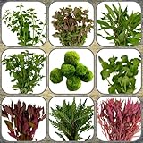 Daxton-Plant Algenkiller-Set, 5 Wasserpflanzen Bund + 1 Mooskugel,...